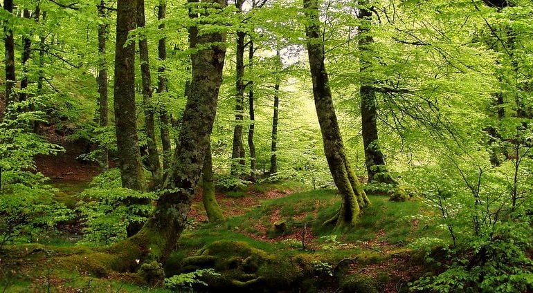 La fageda d