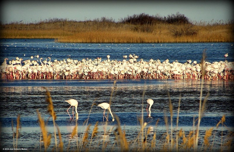 Natura al Delta de l’Ebre i el camí de ronda de L’Ametlla de Mar – 21/02/26 – 7h
