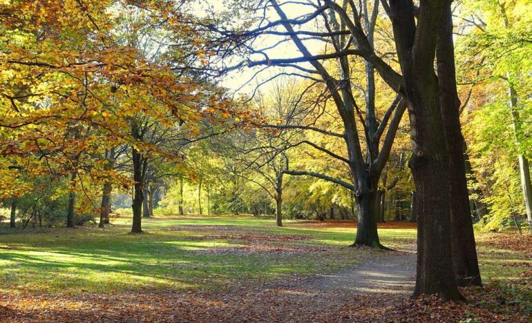 Tiergarten - Viatge cultural en grup a Berlín - centre europeu