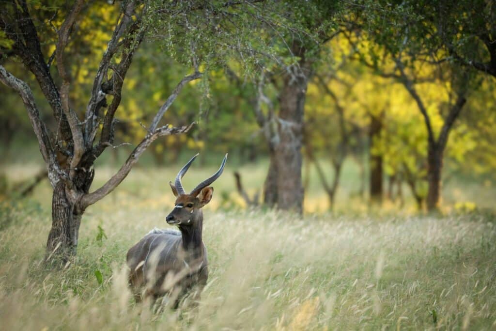 Sud-Àfrica: Ciutat del Cap i el Parc Nacional Kruguer – 20/08/26