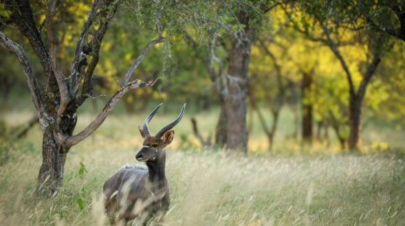 Antílop a Safari - Viatge a Sud-Àfrica - Centre Europeu