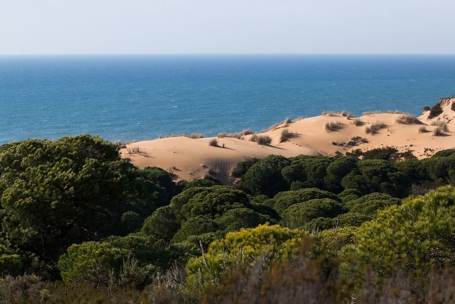 Natura al Parc Nacional de Doñana i Sevilla – 22/01/26