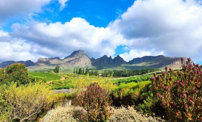 Cape Vinelands - Viatge a Sud-Àfrica - Centre Europeu