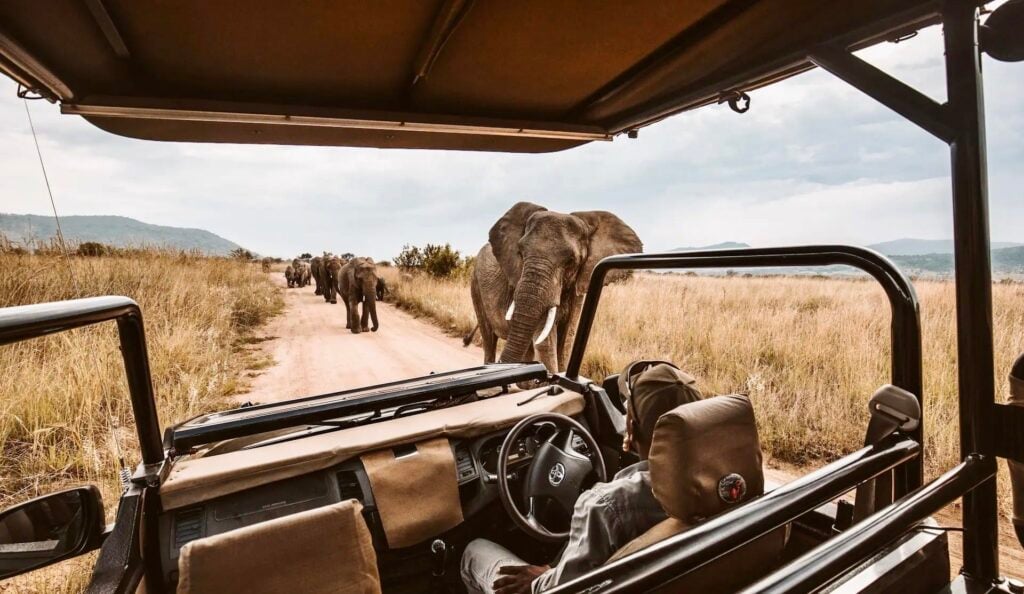 Sud-Àfrica: Ciutat del Cap i el Parc Nacional Kruger – 20/08/26