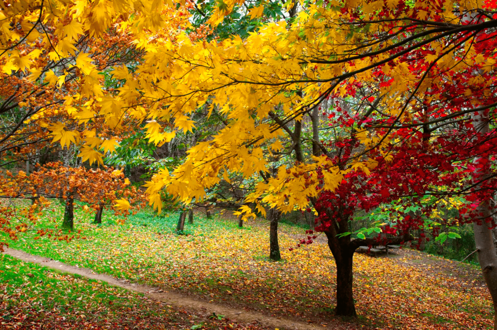 El País Basc, pobles amb encant i paisatges de Tardor – 4/12/25 – 7h