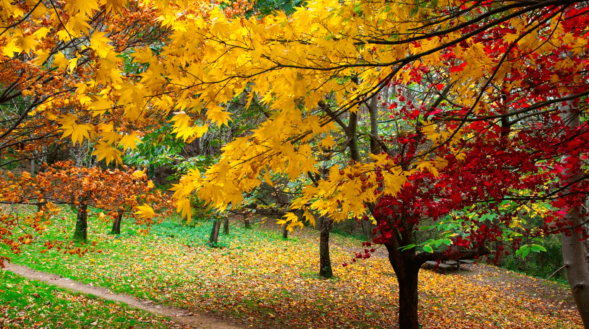 Bosc Pagoeta - Viatge Organitzat de Natura al País Basc - centre europeu