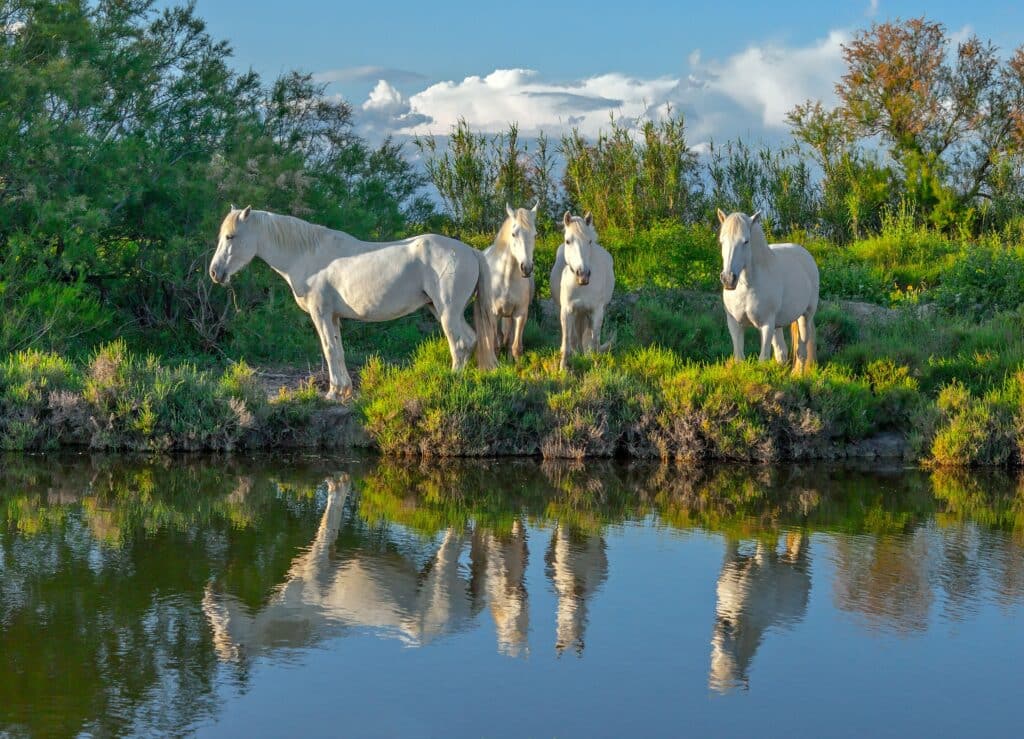 Natura al Delta de la Camarga, un paradís de terra i mar – 02/04/26 – 7h