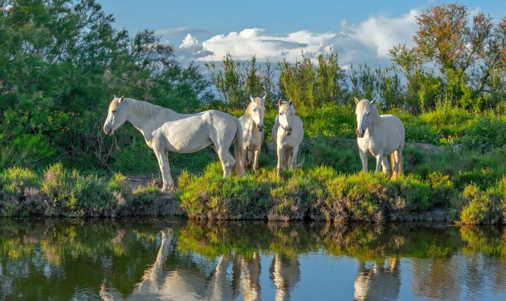 Natura al Delta de la Camarga, un paradís de terra i mar – 2/04/26 – 7h