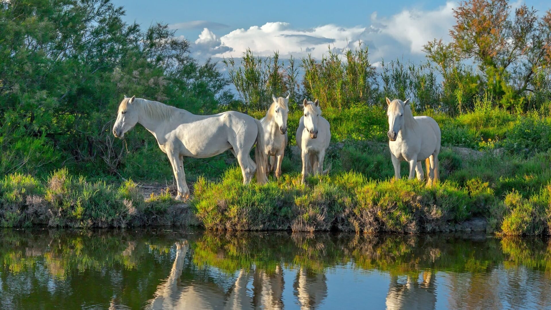 delta de la camarga - centre europeu